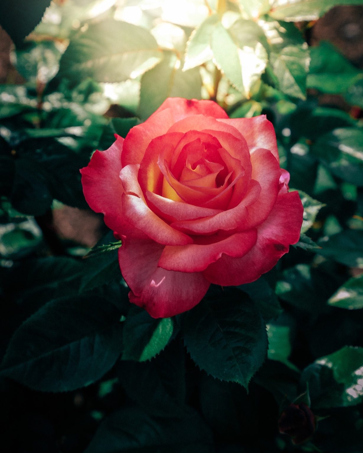 City of Roses rosie darch